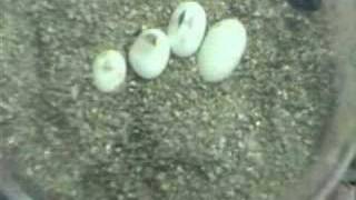 Snakes Hatching - Time Lapse