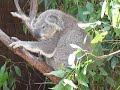 Koala at Sydney Wildlife World. Koala at Sydney Wildlife World.