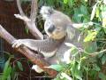 videos de Koala at Sydney Wildlife World.