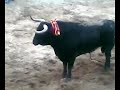 toro en coria