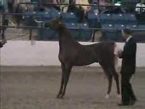 IABS Region 14 Sweepstakes Purebred ...