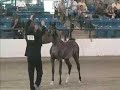 iabs-region-14-sweepstakes-purebred-yearling-colts-gelding-.html
