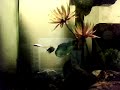 Death Fish