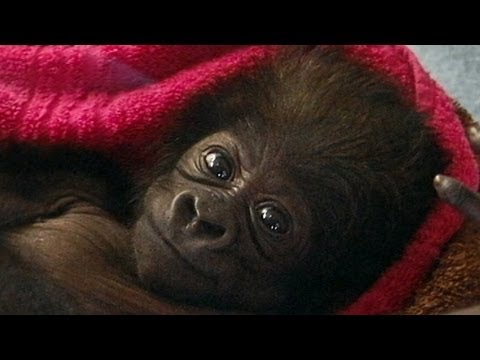 GORILLA