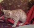 Animal Videos - sevisken kedi sahibine tecavuz edio