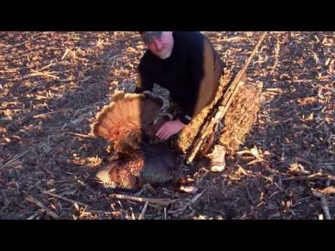 TURKEY HUNTER.. Jake down 2013 Ontario turkey hunting………..Part 2