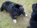Mud Wrestling Newfies