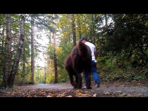 tibetan mastiff