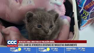 MERCEDES DABUL DIRECTORA DE POBLACIÓN ANIMAL