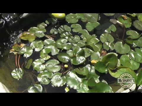 how to fertilize pond plants