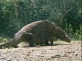 Criptozoolog�a, el Drag�n de Komodo