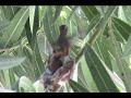 First Flight of the Baby Hummingbird