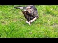 Click here to watch this video Howard enjoys a marrow bone