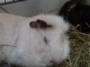 Shoobie and Anne, the lazy Guinea Pigs