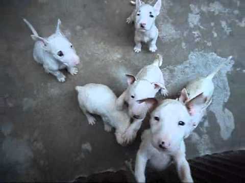 BULLTERRIER INGLES