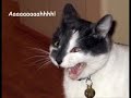 Some funny cat pictures... Comment, rate, and subscribe!