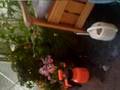 testvideo Iphone