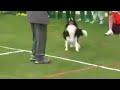 K9 dog dance Sudara !