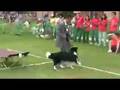 K9 dog dance Sudara !