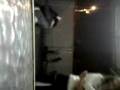 videos de KOALA