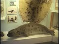 Polar museum Tromso, deel 2