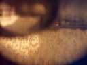 Sea Monkeys - Day 2