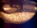 Sea Monkeys - Day 2