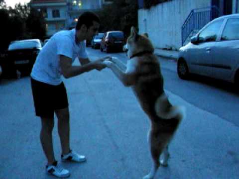 akita