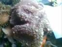 Corals.wmv