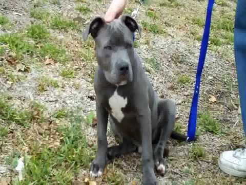 american pitbull