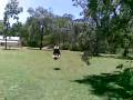 videos de nanango knights flip session