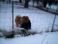 Mac and Gilly.MOV