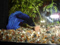 My Aquarium, Fishies and Fries (Part 1)