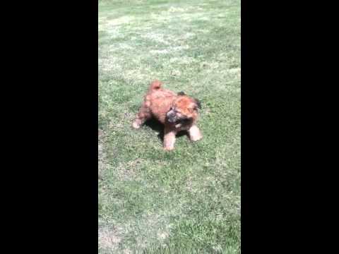 What a sweet girl, is AKC reg. and micro chipped