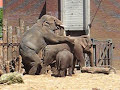 Elephants having sex