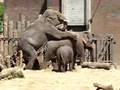 Elephant sex 1