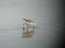 Avocette élégante (Recurvirostra avosetta)