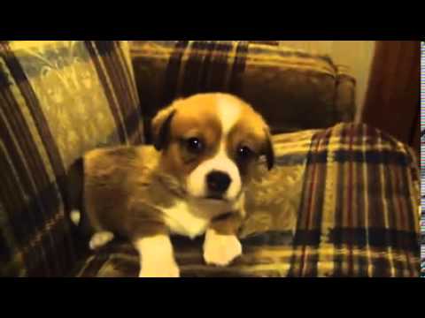 Mattiseisthemancosmiccorgi