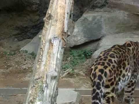 LEOPARD LION