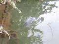 CARP The Unknown Oxfordshire carp... a 40 plus at least!
