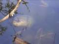 CARP-The-Unknown-Oxf