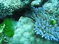 Pipefish on the reef. Pipefish on the reef.