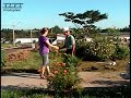 Paisagismo e Jardinagem ligue para José de Oliveira Dracena SP  (18) 9765 7758  Limpeza de lotes, jardins e poda de arvores