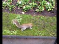 Londra-Scoiattoli nel parco Londra-Scoiattoli nel parco