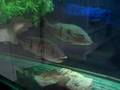 feeding bluegill to peacock bass cichla temensis