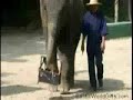 Increible ¡¡ elefante que sabe pintar