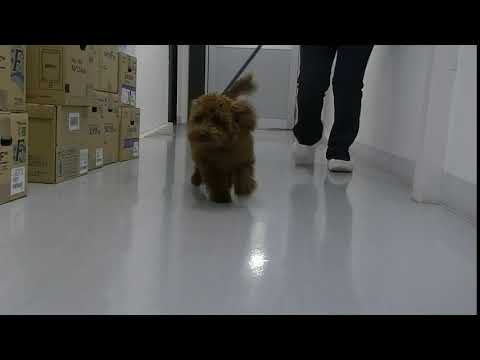小型犬のレッグ・カルベ・ペルテス病整復手術前後の比較