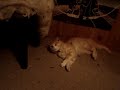 more starbug night terrors more starbug night terrors
