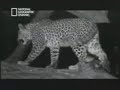 Natureza - leopardo e babuino