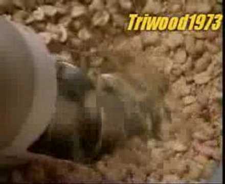 peanutbutter - A video showing the process of making peanut butter in a factory.
